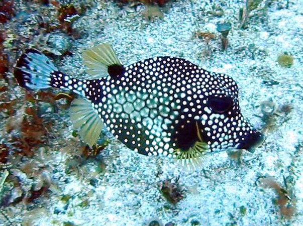 Smooth Trunkfish - Lactophrys triqueter