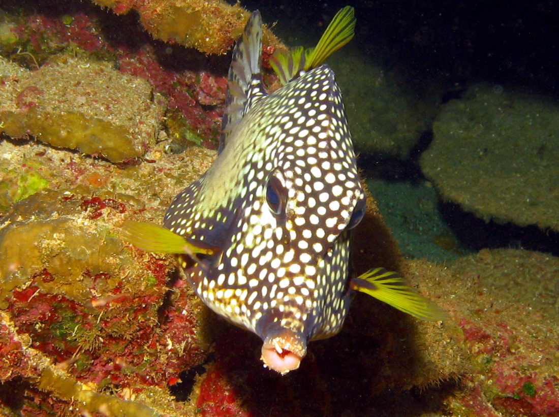 Smooth Trunkfish - Lactophrys triqueter