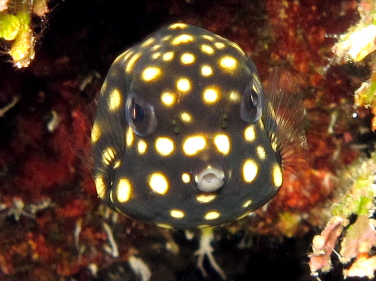 Smooth Trunkfish - Lactophrys triqueter