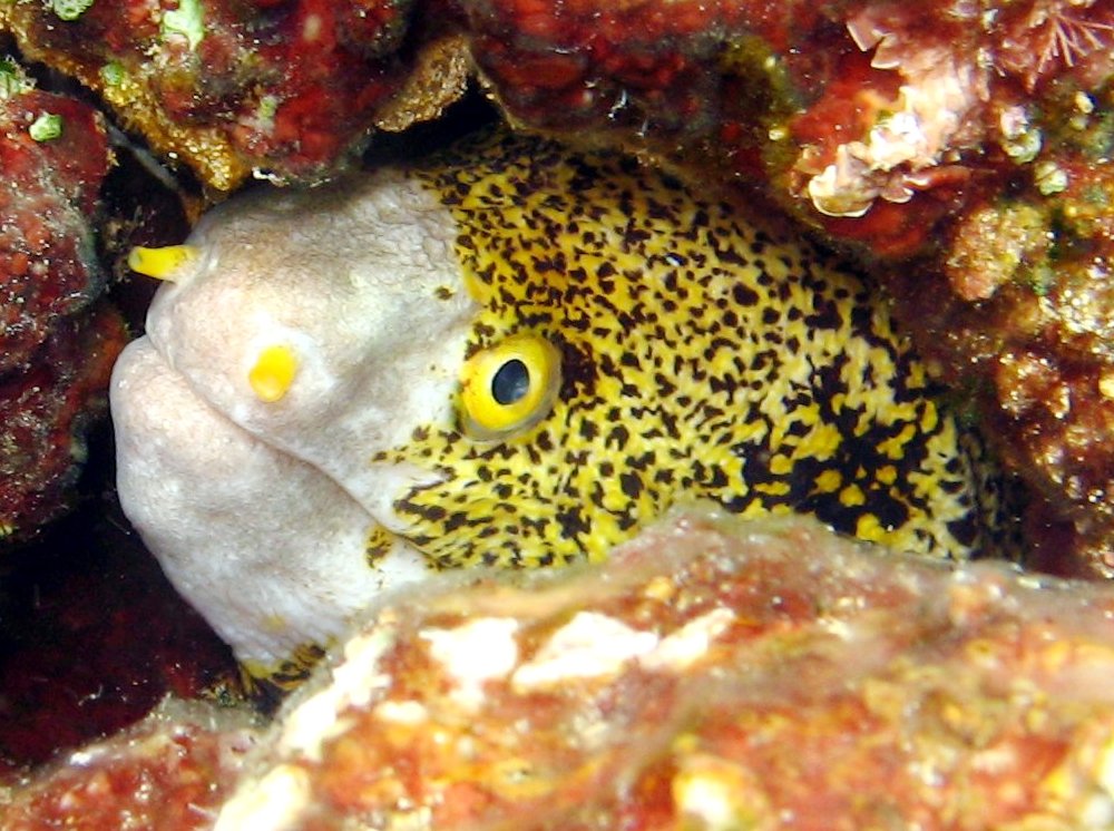 Snowflake Moray Eel - Echidna nebulosa