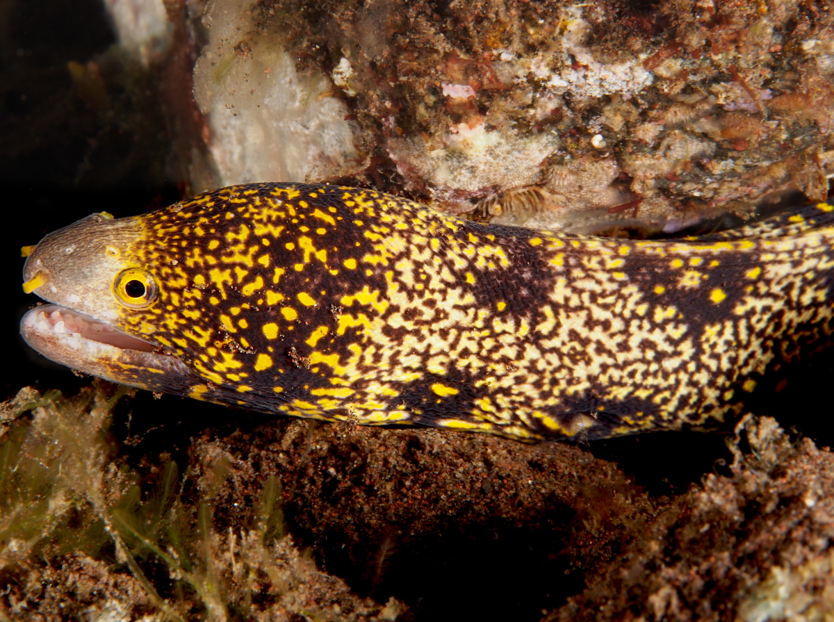 Snowflake Moray Eel - Echidna nebulosa