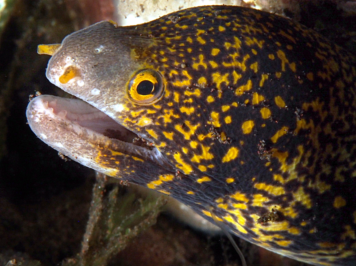 Snowflake Moray Eel - Echidna nebulosa