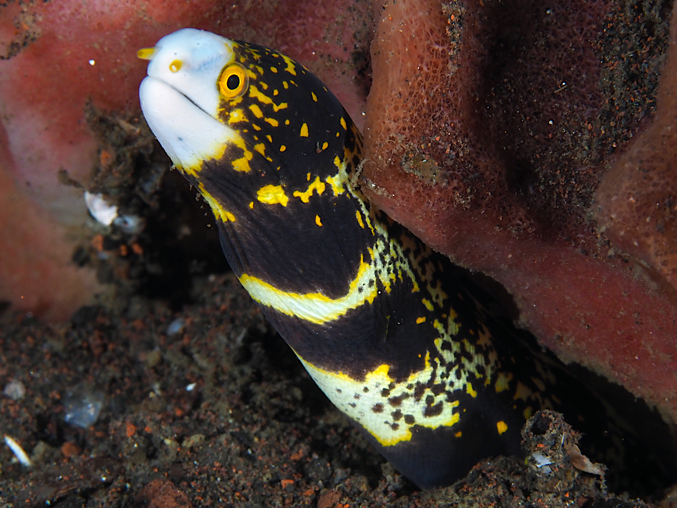 Snowflake Moray Eel - Echidna nebulosa
