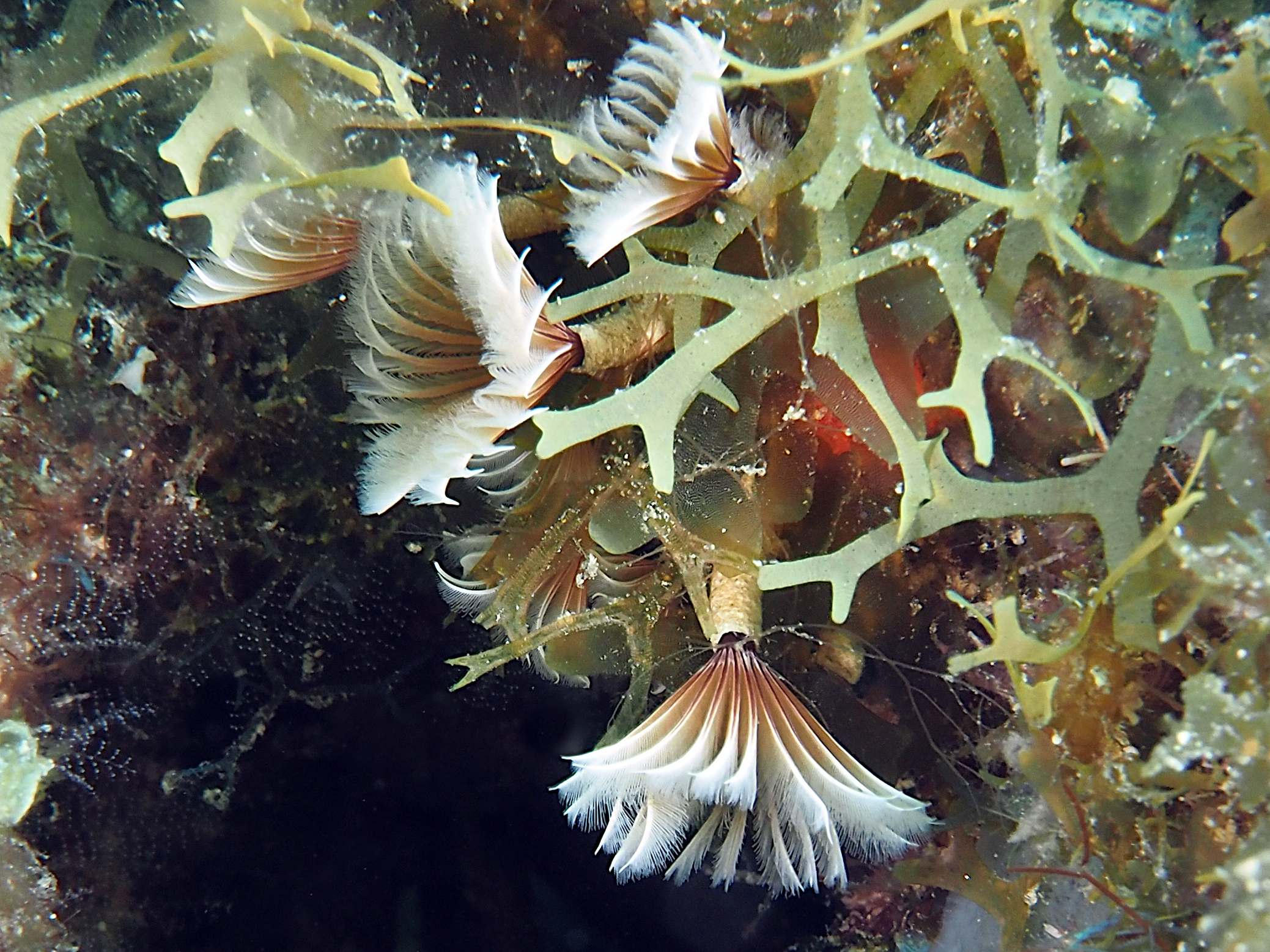 Social Feather Duster - Bispira brunnea