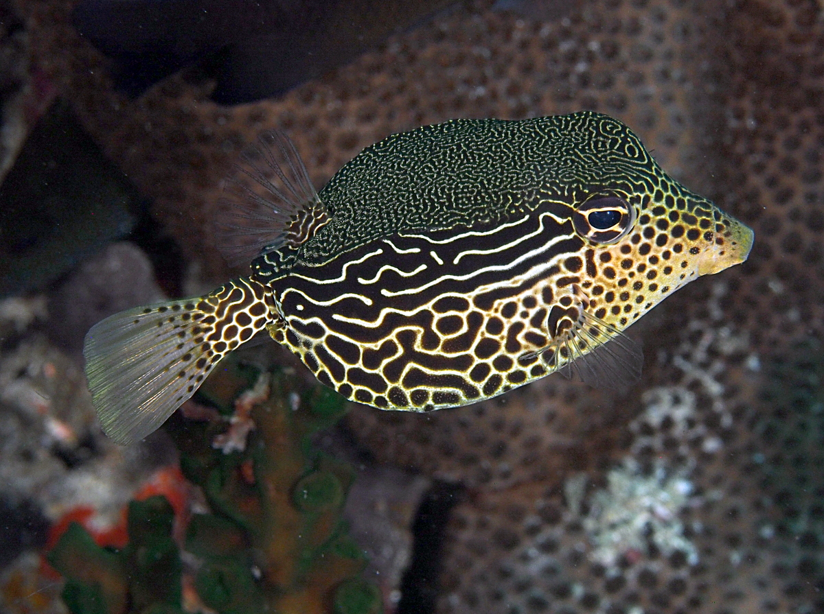 Solor Boxfish - Ostracion solorensis