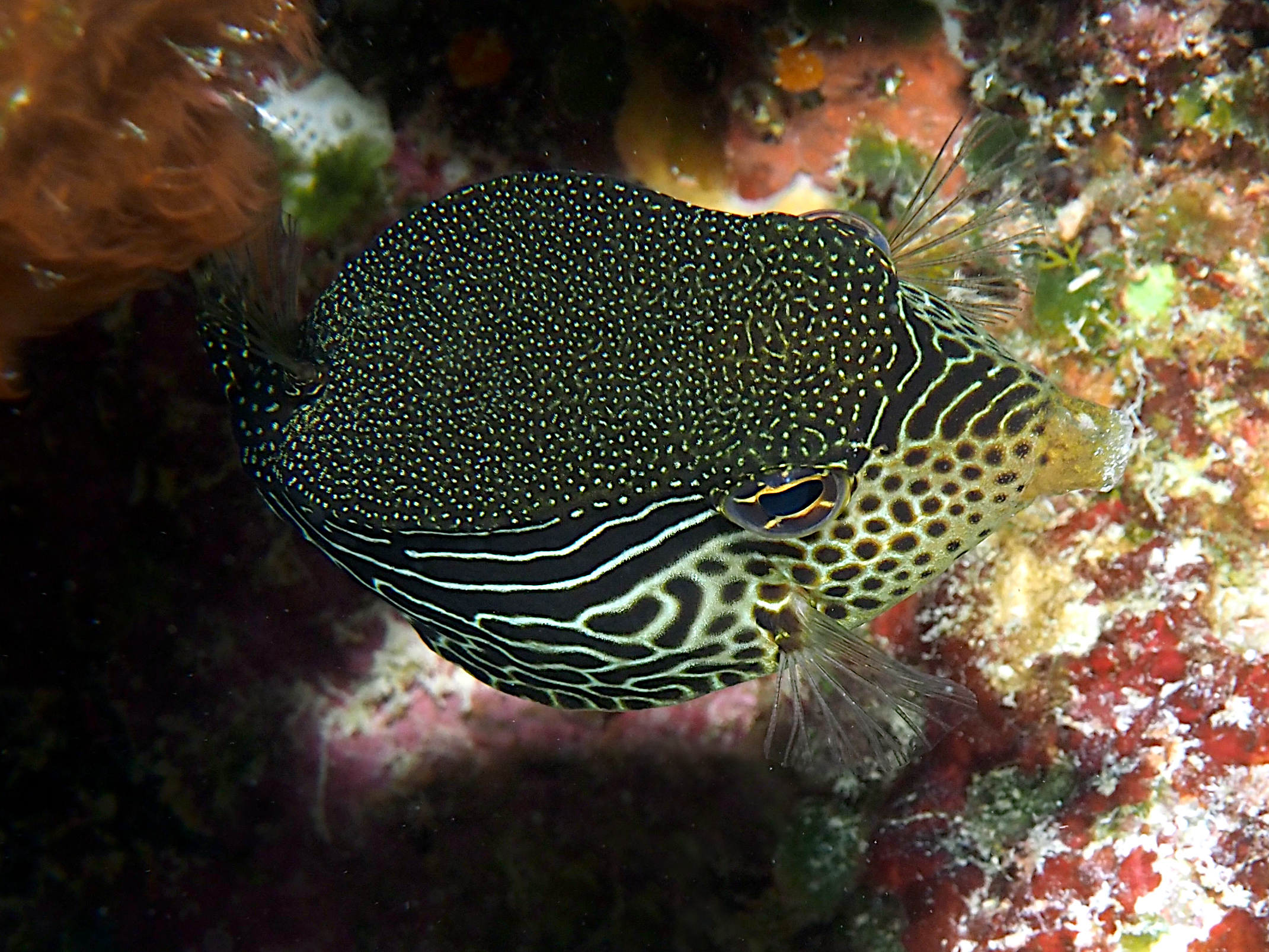 Solor Boxfish - Ostracion solorensis