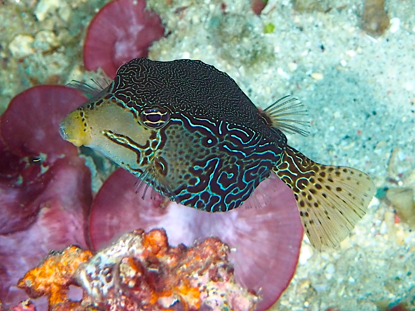 Solor Boxfish - Ostracion solorense
