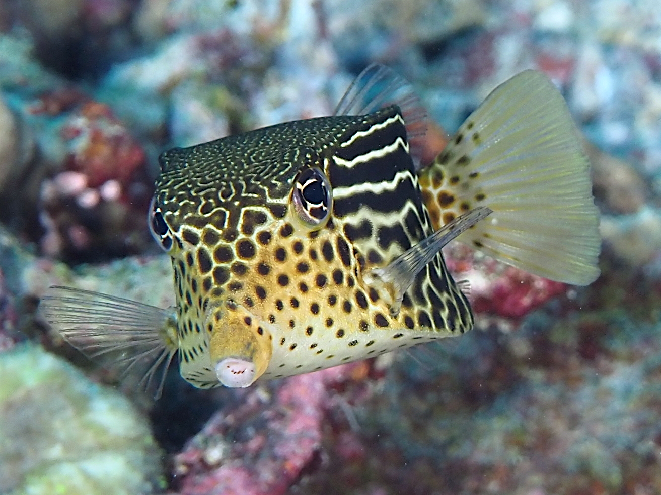 Solor Boxfish - Ostracion solorense