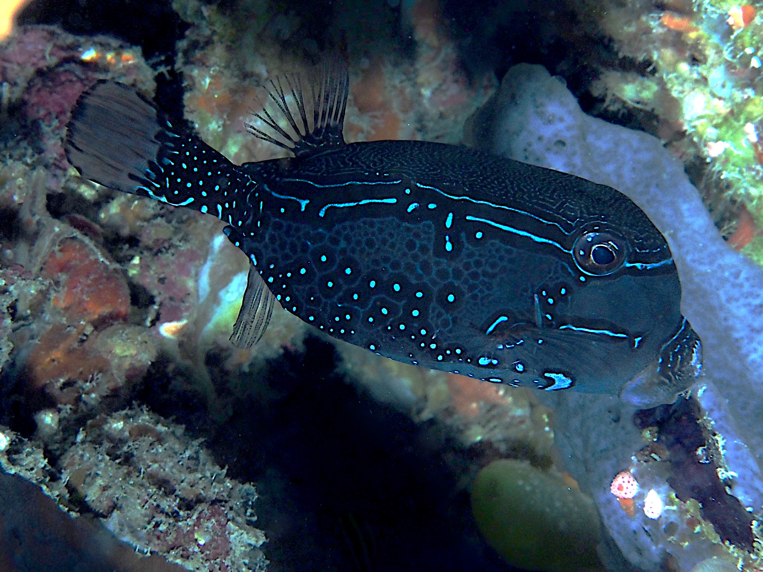 Solor Boxfish - Ostracion solorense