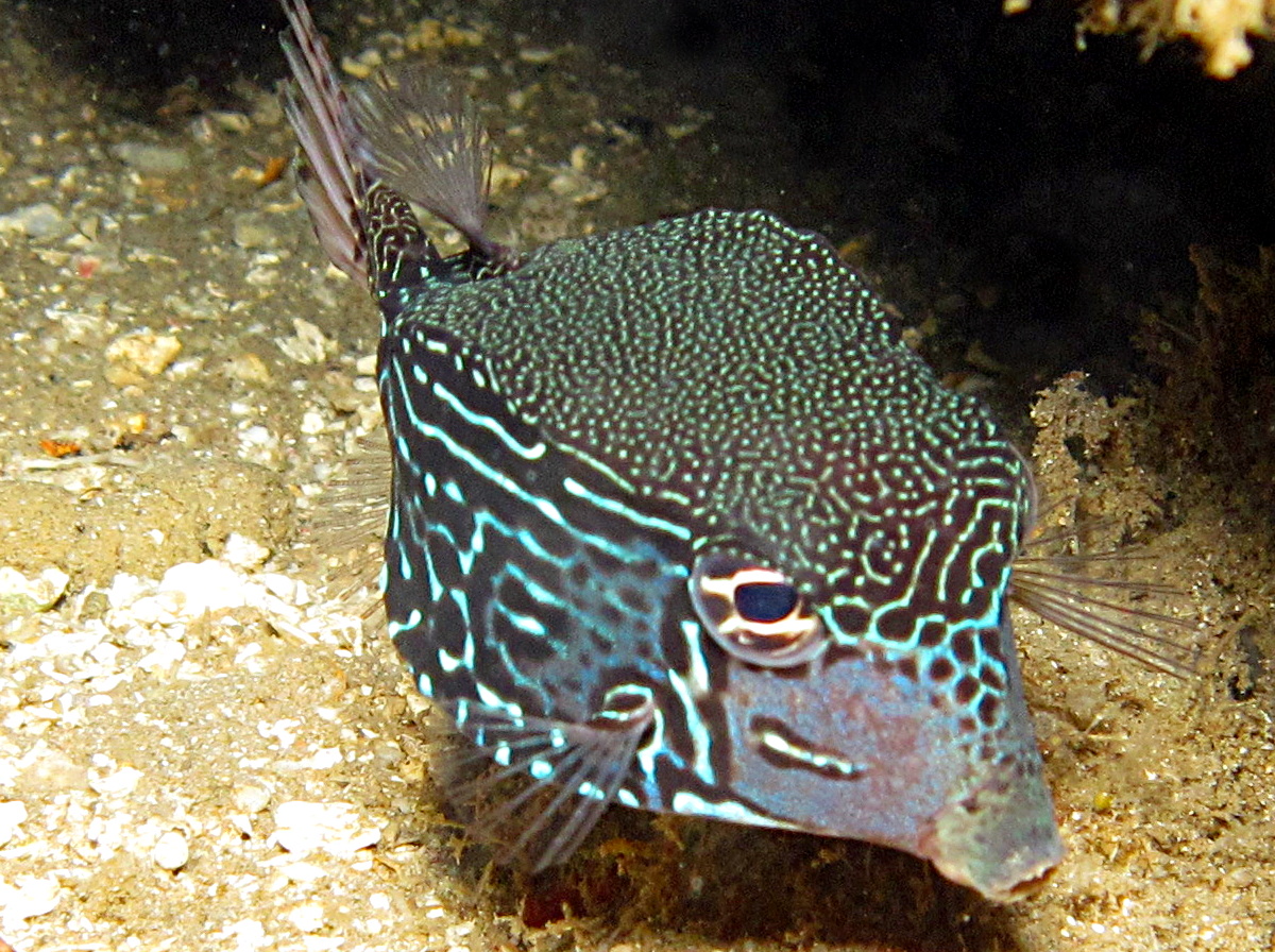 Solor Boxfish - Ostracion solorensis