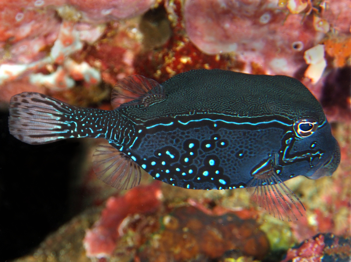 Solor Boxfish - Ostracion solorensis