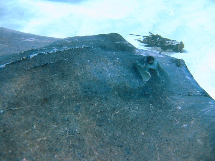 Southern Stingray - Dasyatis americana