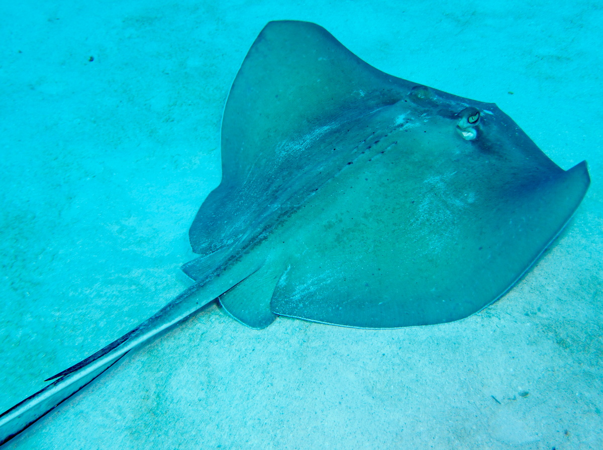 Southern Stingray - Dasyatis americana