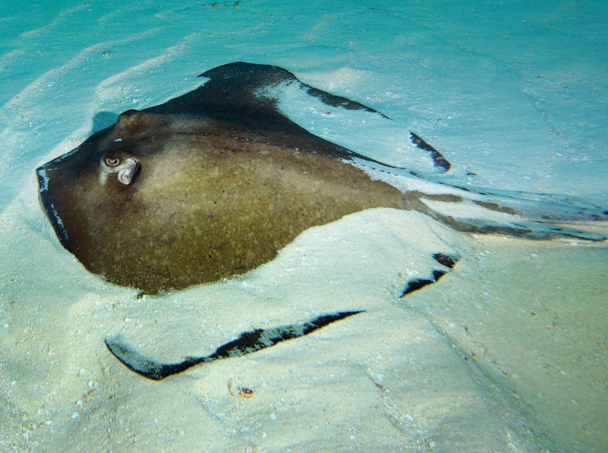 Southern Stingray - Dasyatis americana