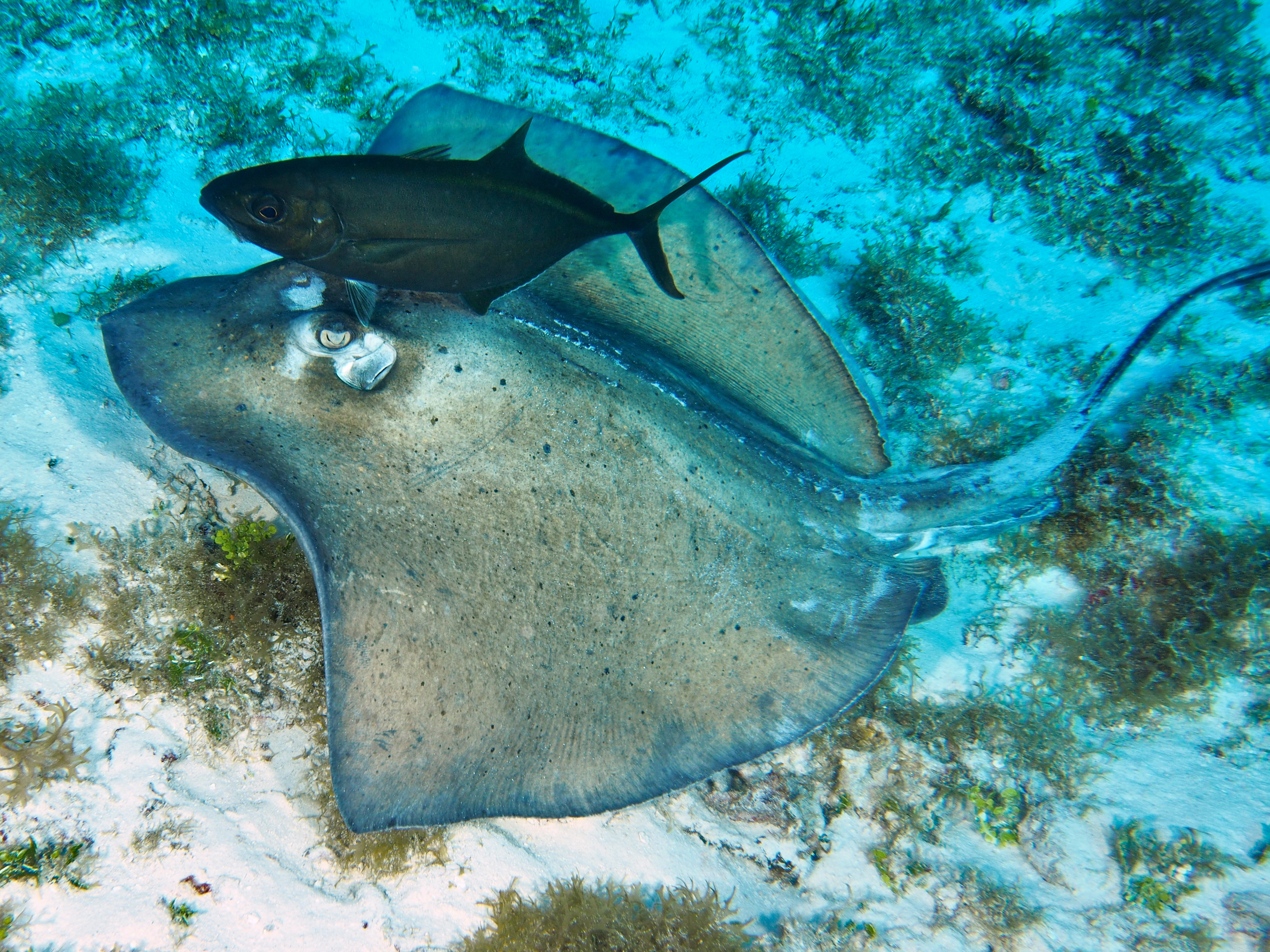 Southern Stingray - Dasyatis americana