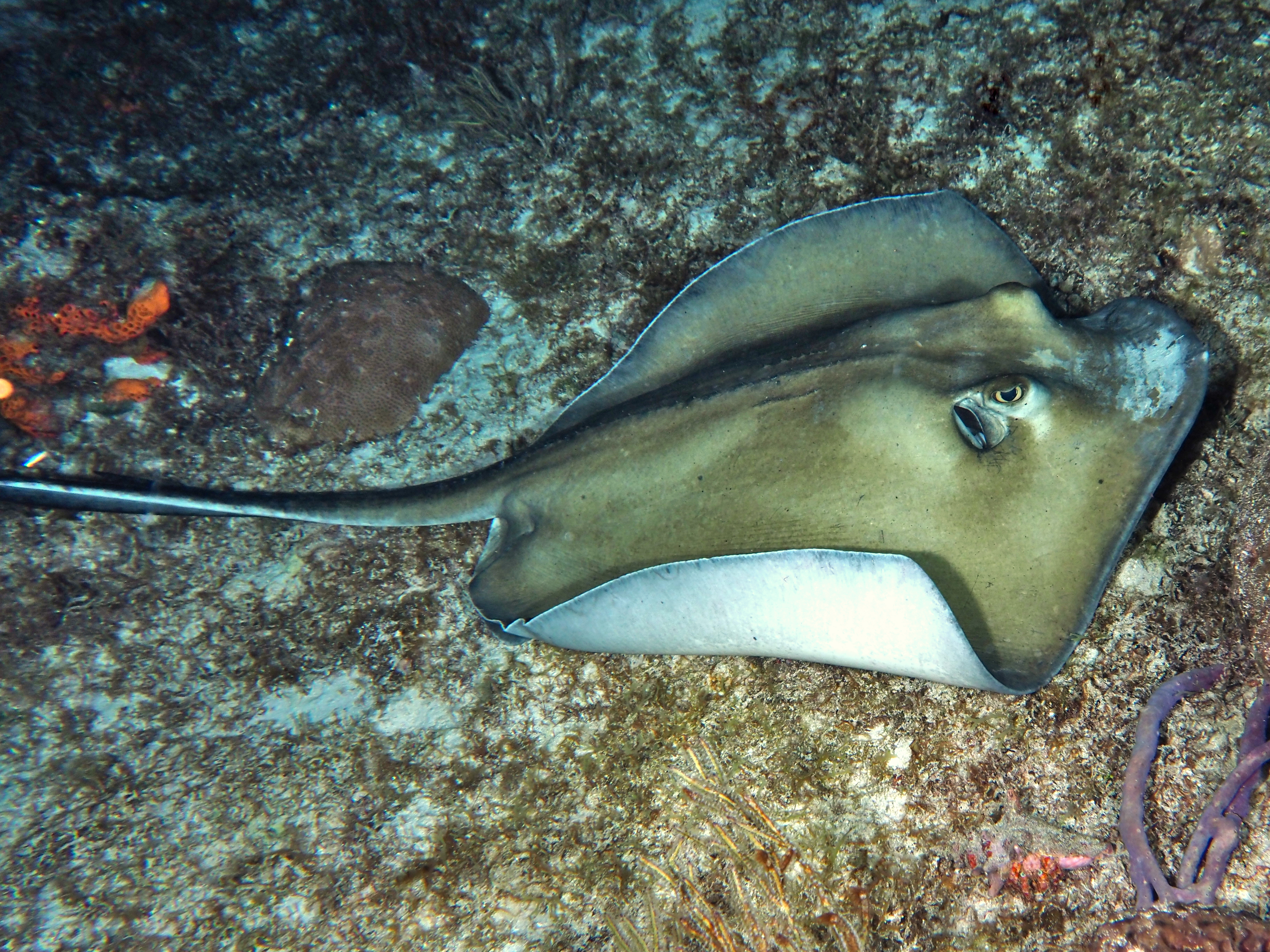 Southern Stingray - Dasyatis americana
