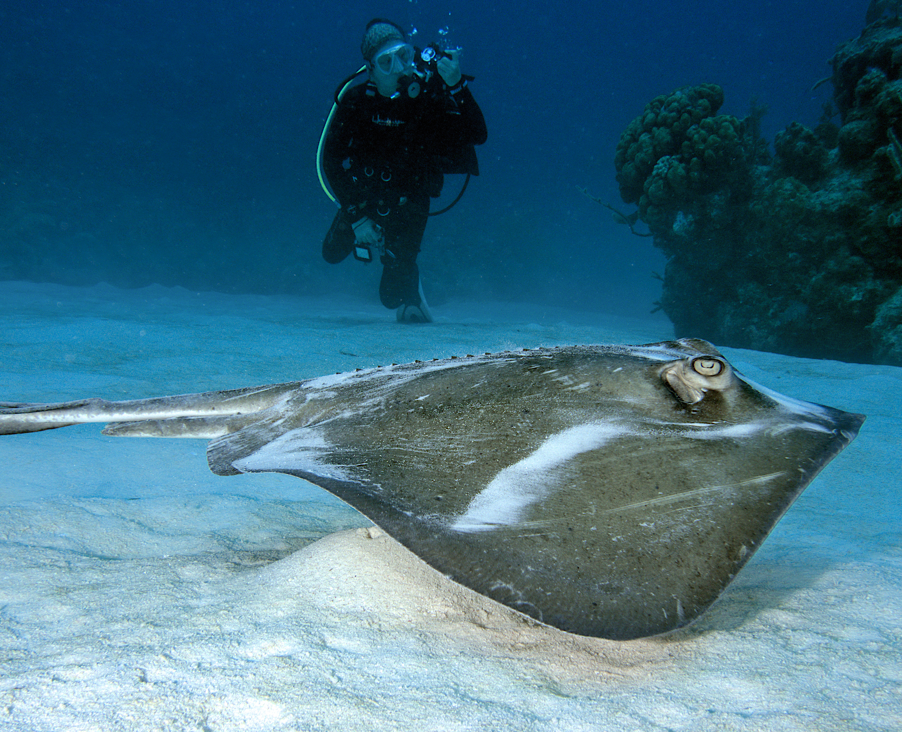 Southern Stingray - Dasyatis americana