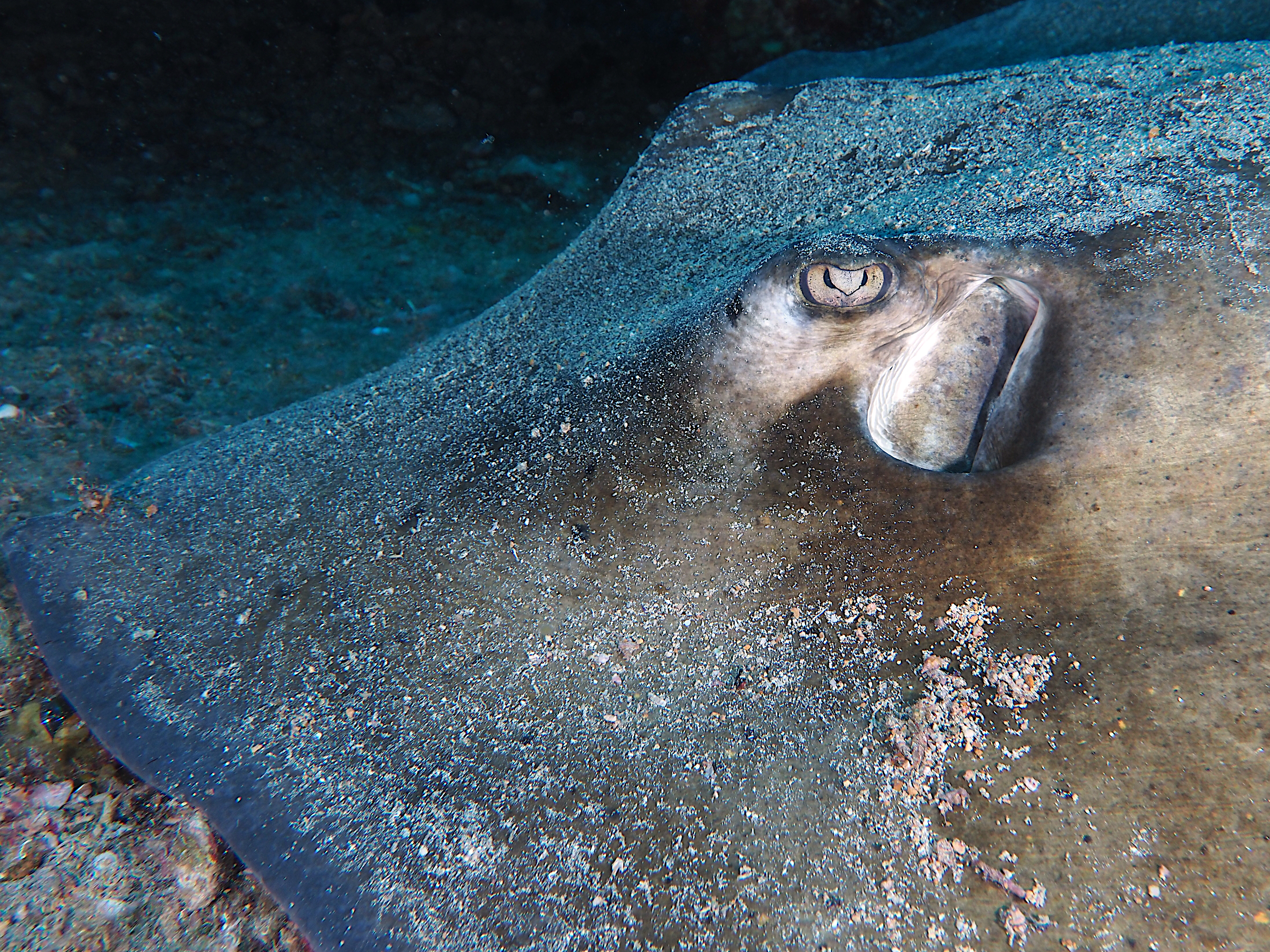 Southern Stingray - Hypanus americanus