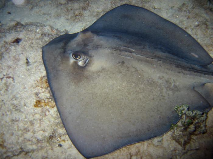 Southern Stingray - Dasyatis americana