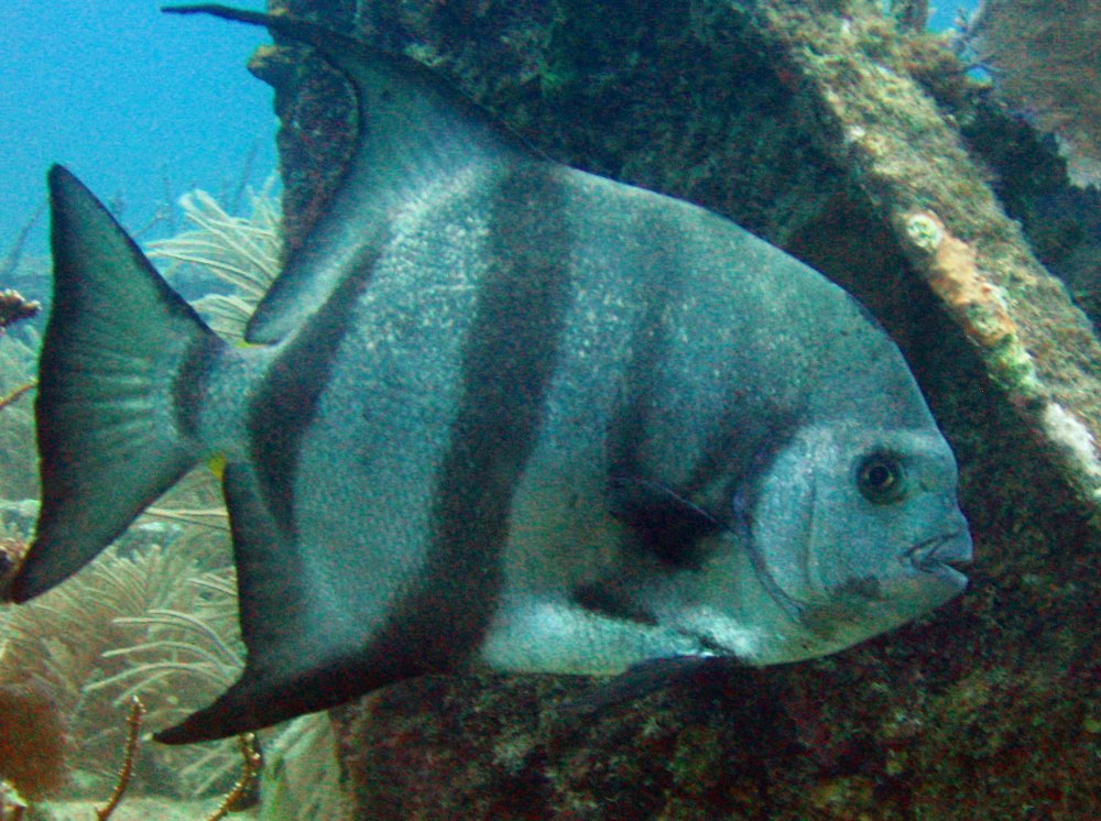 Atlantic Spadefish - Chaetodipterus faber