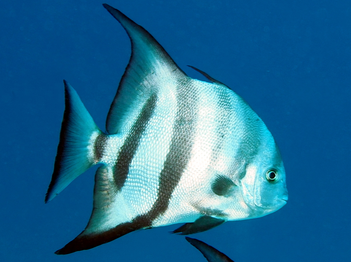 Atlantic Spadefish - Chaetodipterus faber