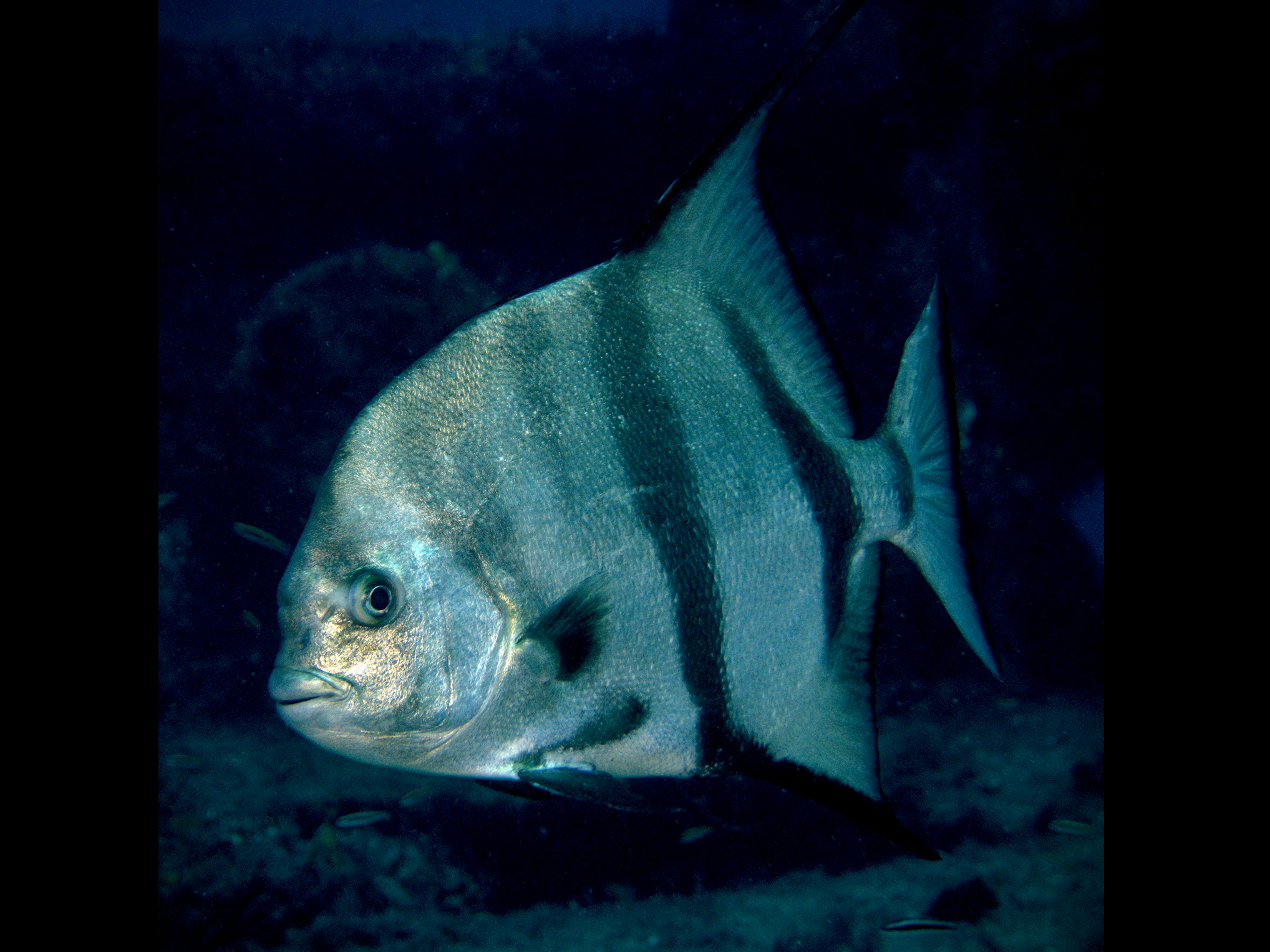 Atlantic Spadefish - Chaetodipterus faber