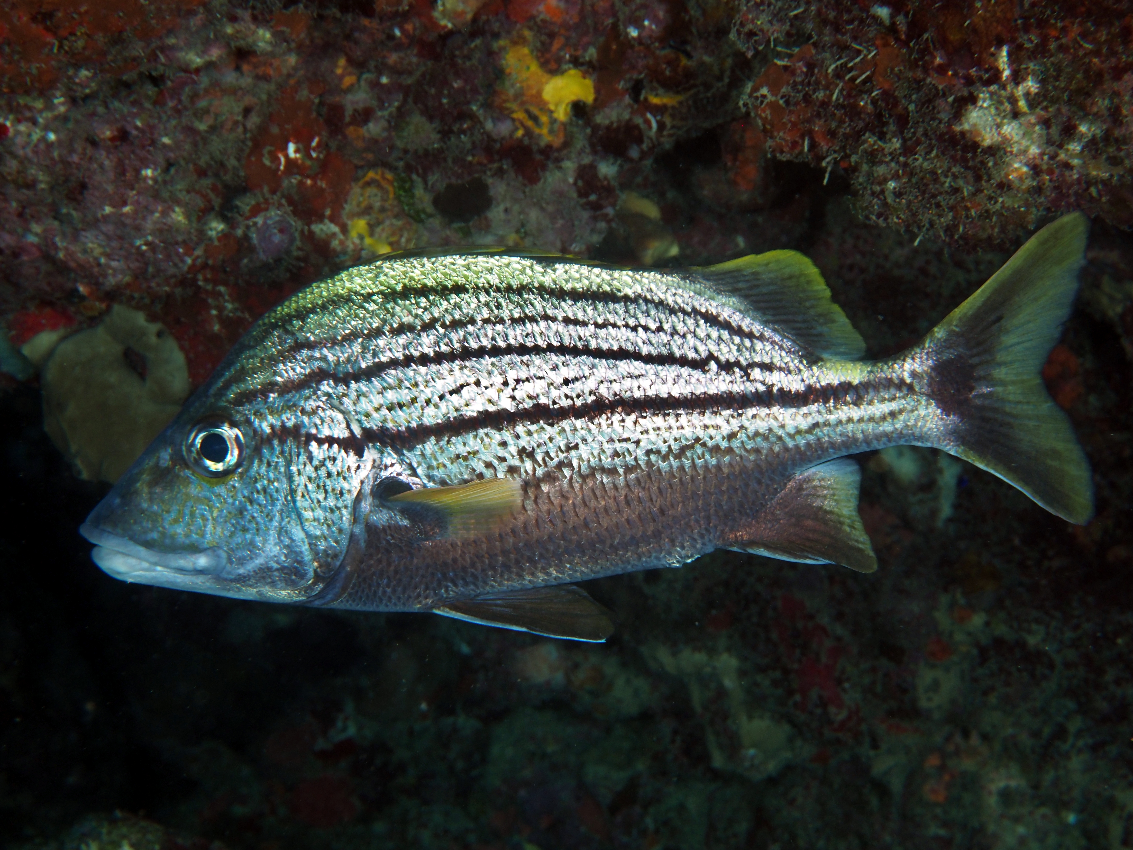 Spanish Grunt - Haemulon macrostomum