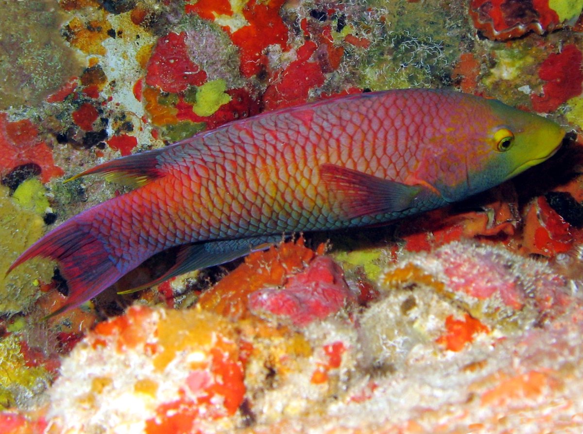 Spanish Hogfish - Bodianus rufus