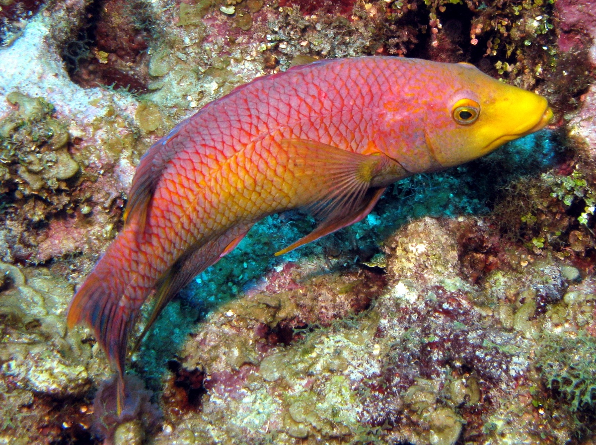 Spanish Hogfish - Bodianus rufus