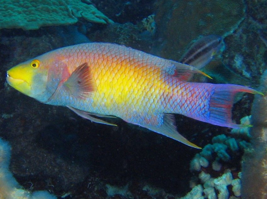 Spanish Hogfish - Bodianus rufus