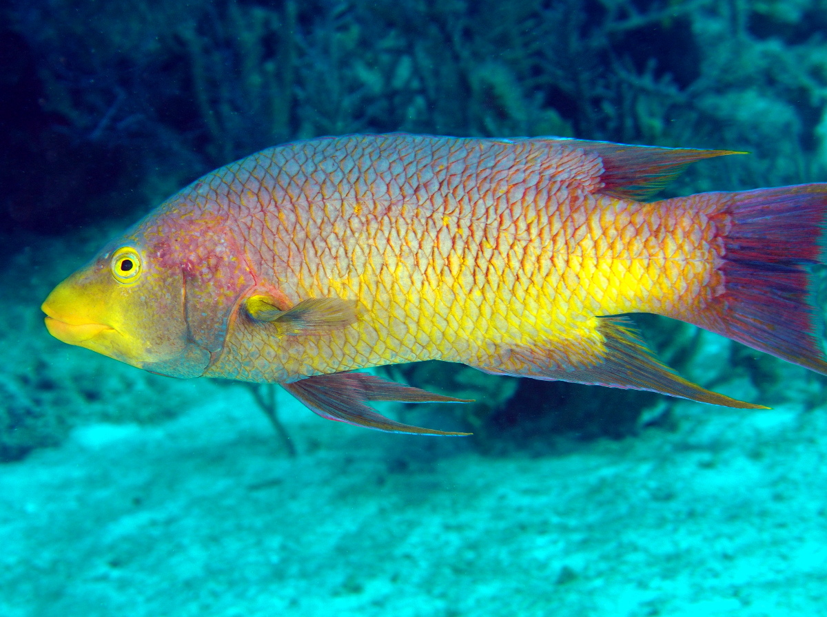 Spanish Hogfish - Bodianus rufus