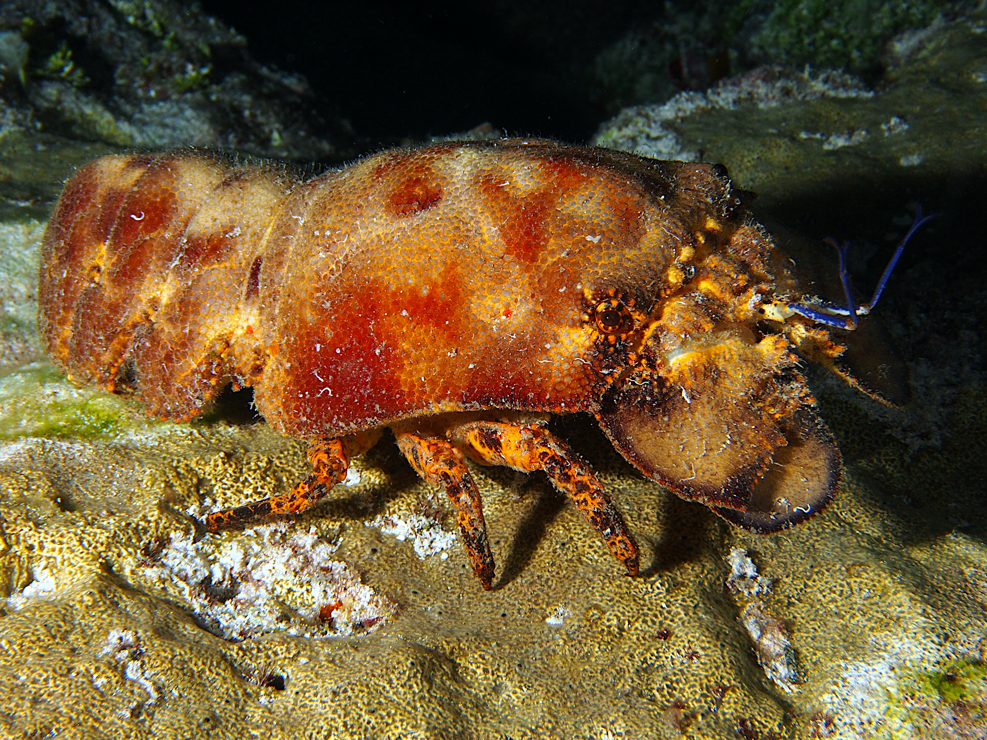 Spanish Lobster - Scyllarides aequinoctialis