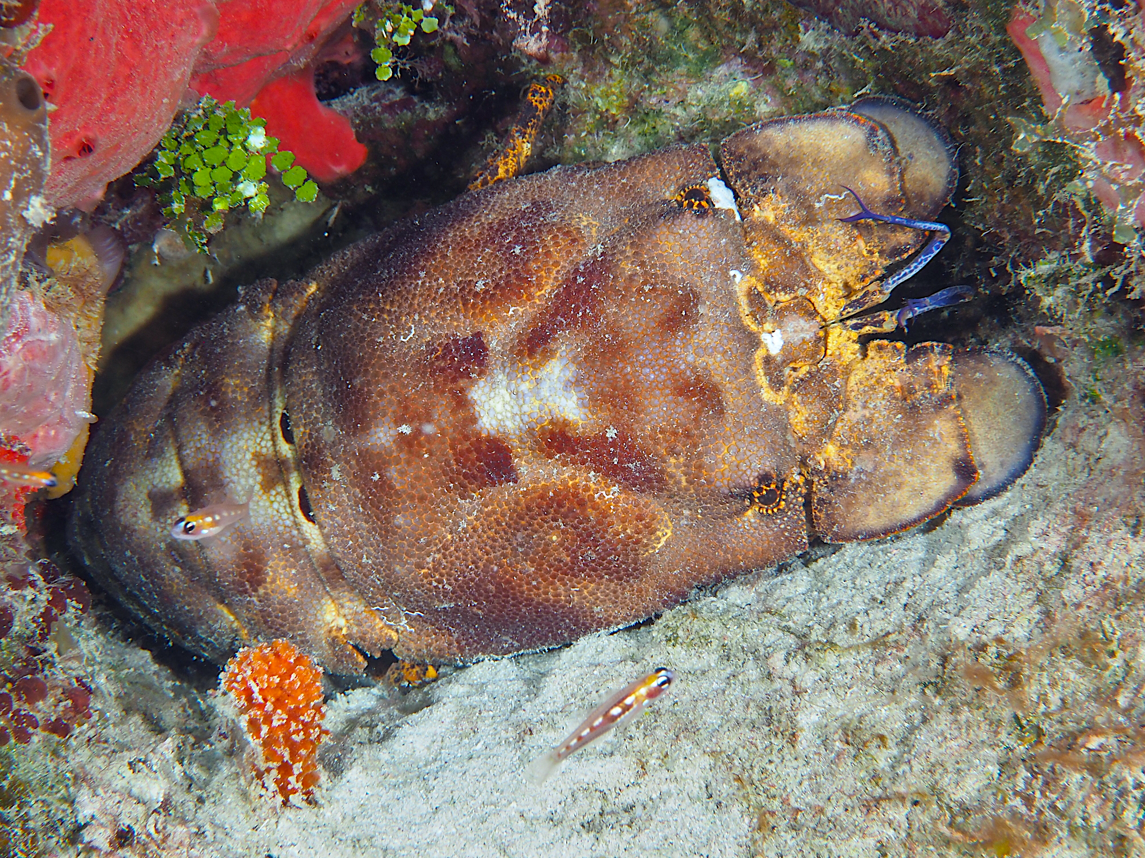 Spanish Lobster - Scyllarides aequinoctialis