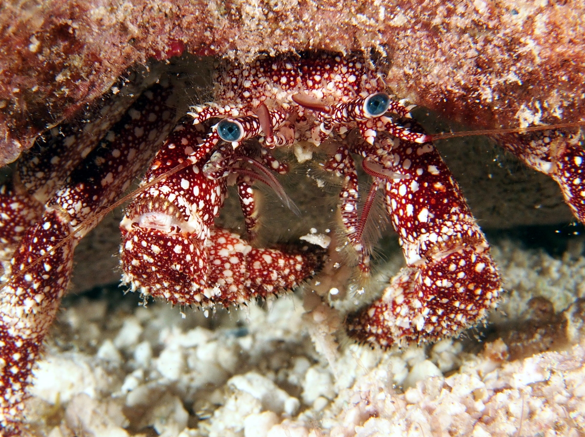 White Speckled Hermit Crab - Paguristes puncticeps