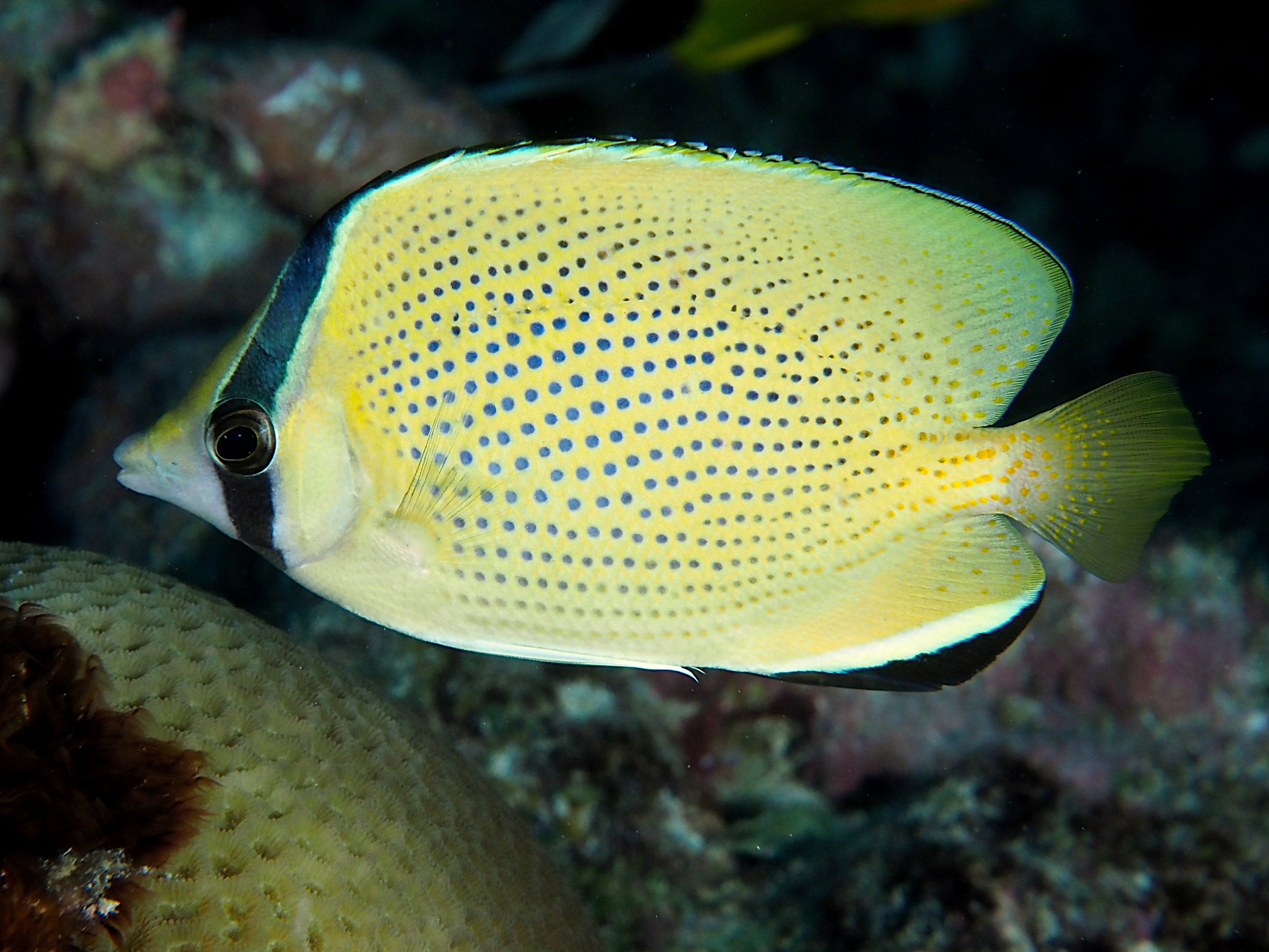 Speckled Butterflyfish - Chaetodon citrinellus