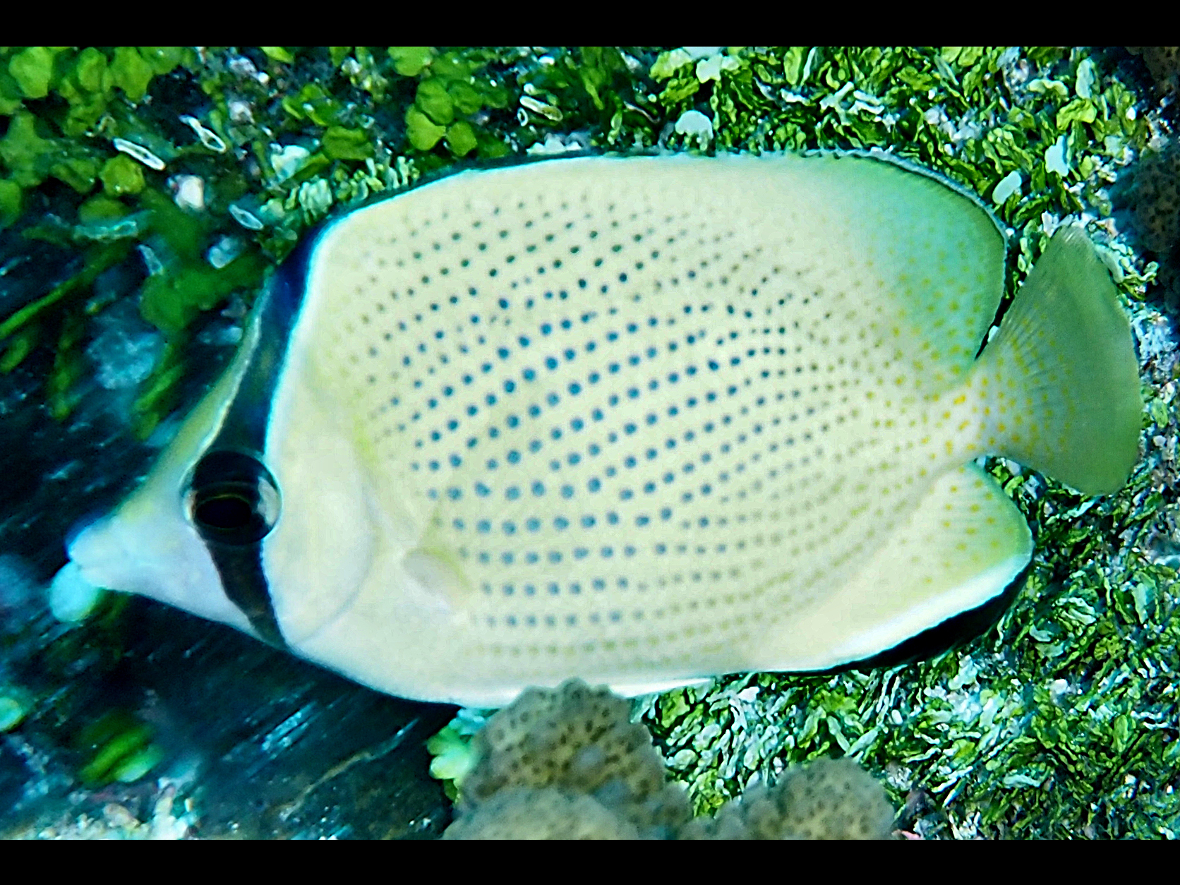Speckled Butterflyfish - Chaetodon citrinellus