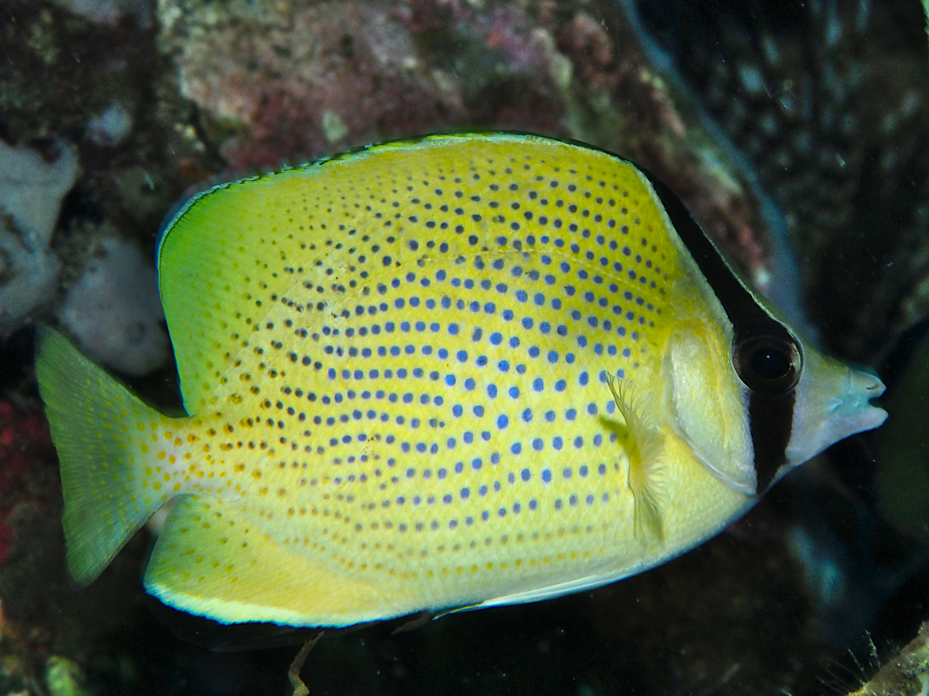 Speckled Butterflyfish - Chaetodon citrinellus