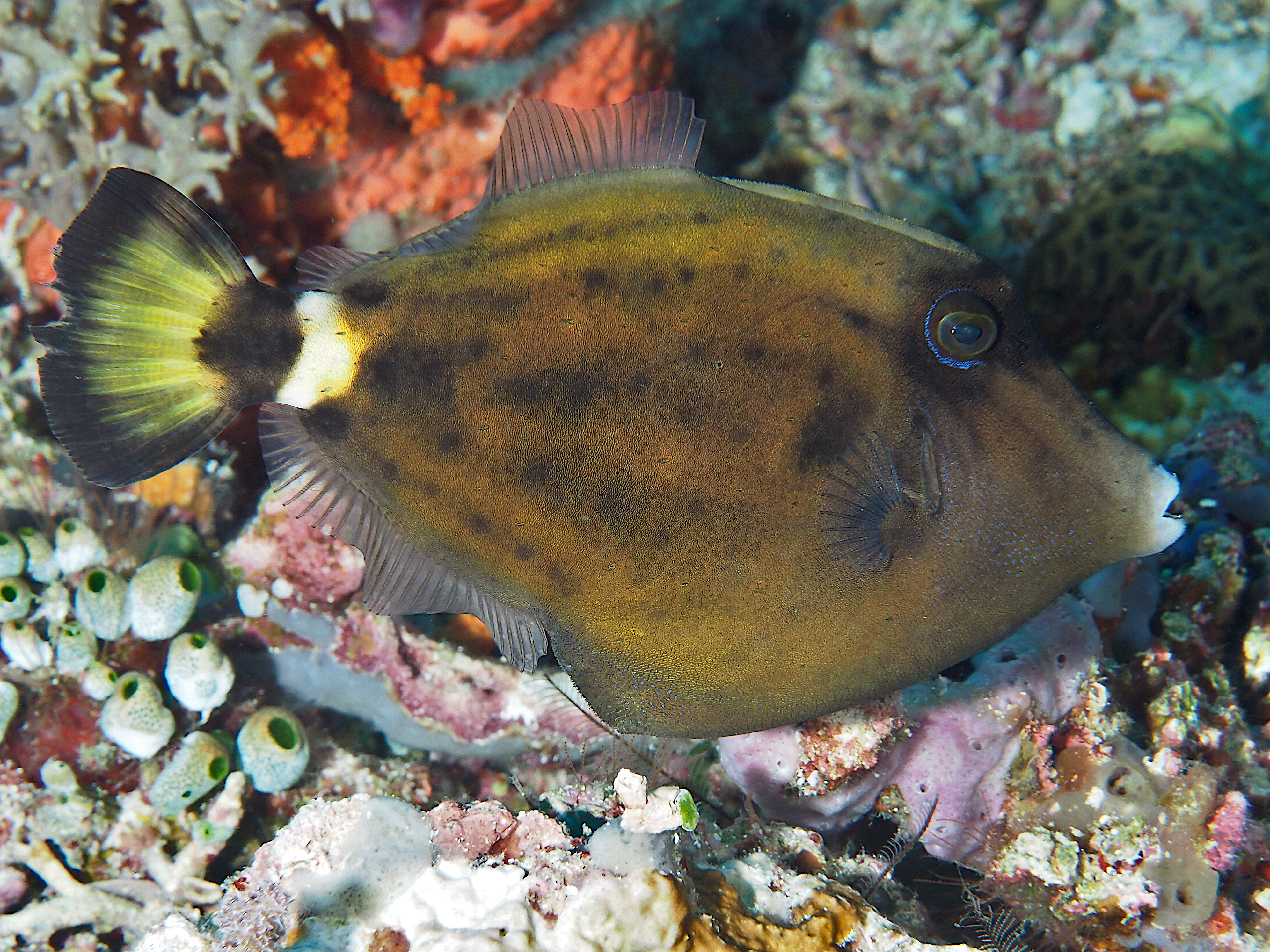 Spectacled Filefish - Cantherhines fronticinctus