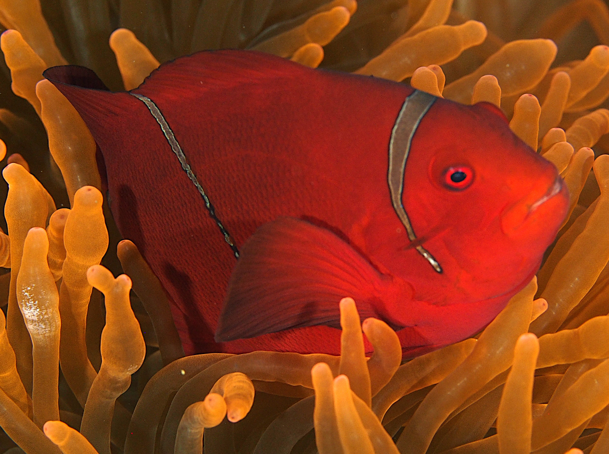 Spinecheek Anemonefish - Premnas biaculeatus