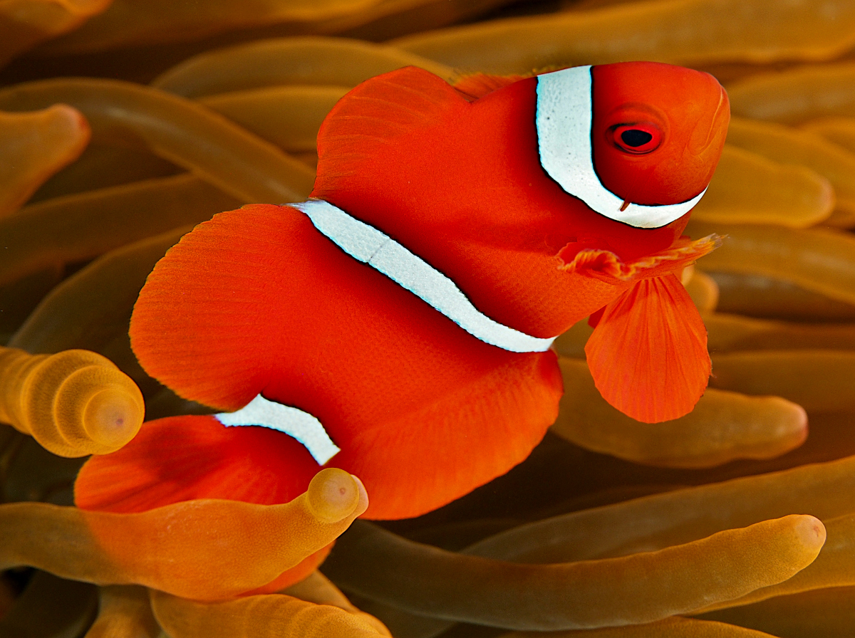 Spinecheek Anemonefish - Premnas biaculeatus