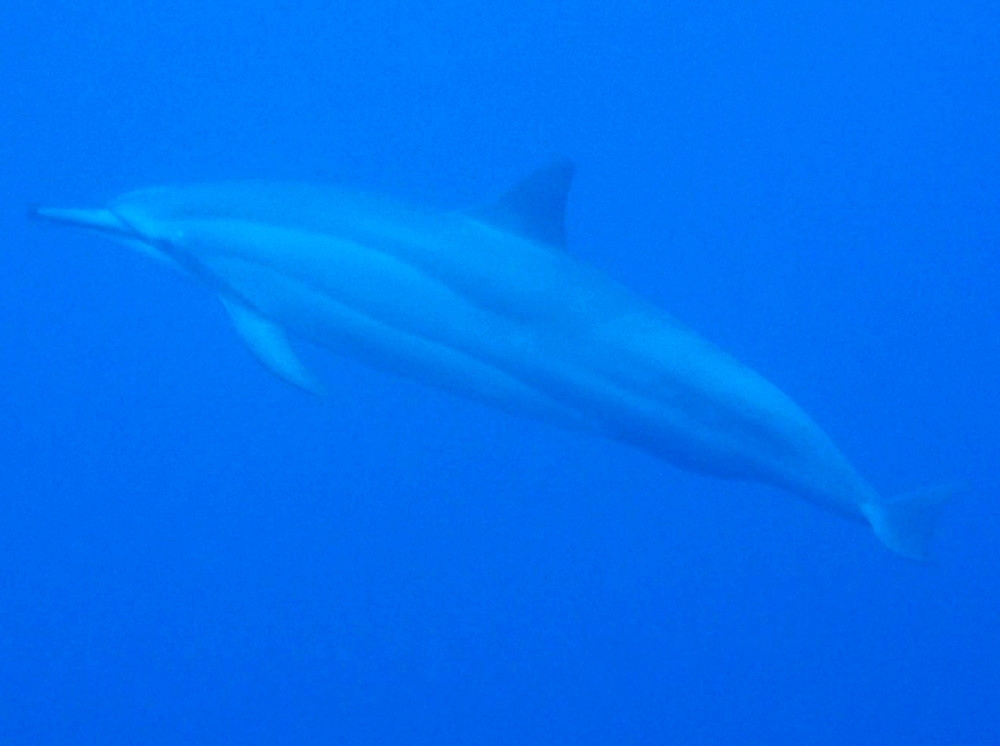 Spinner Dolphin - Stenella longirostris