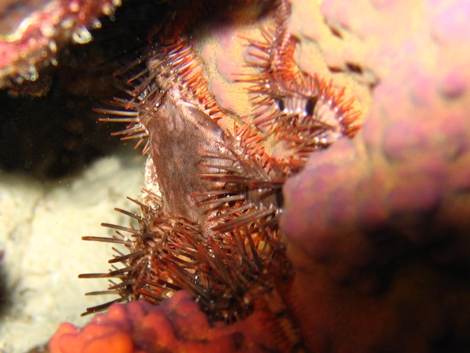 Spiny Brittle Star - Ophiocoma paucigranulata - Bonaire