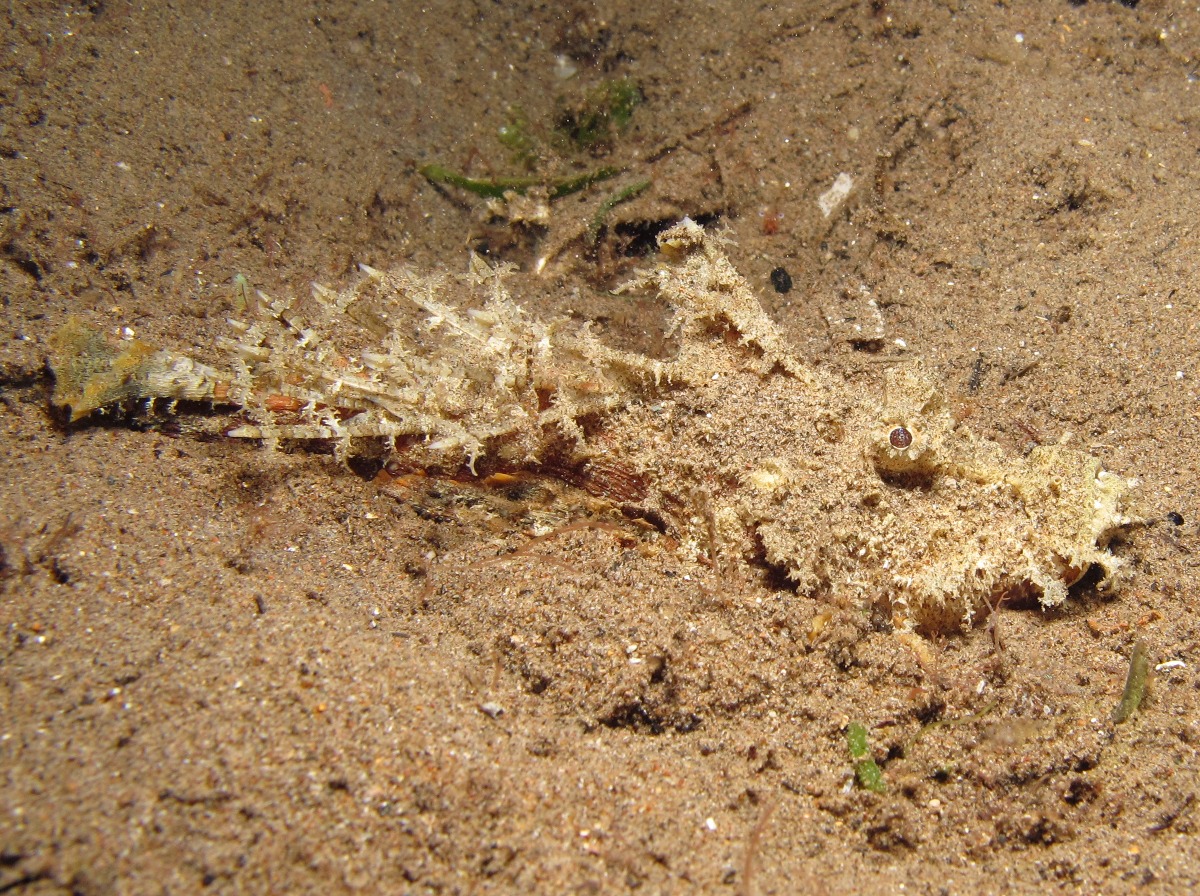 Spiny Devilfish - Inimicus didactylus