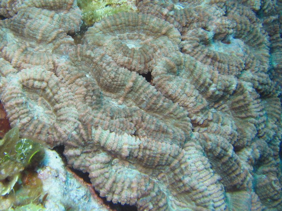 Spiny Flower Coral - Mussa angulosa