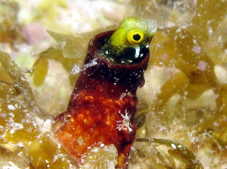 Spinyhead Blenny - Acanthemblemaria spinosa