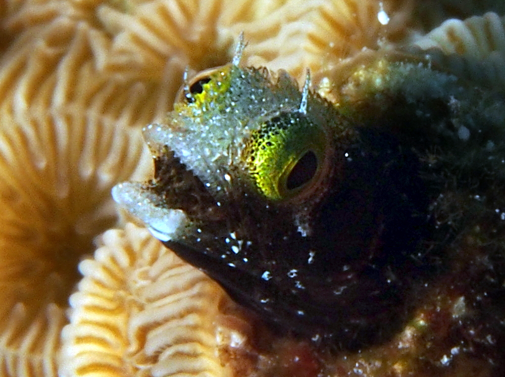 Spinyhead Blenny - Acanthemblemaria spinosa