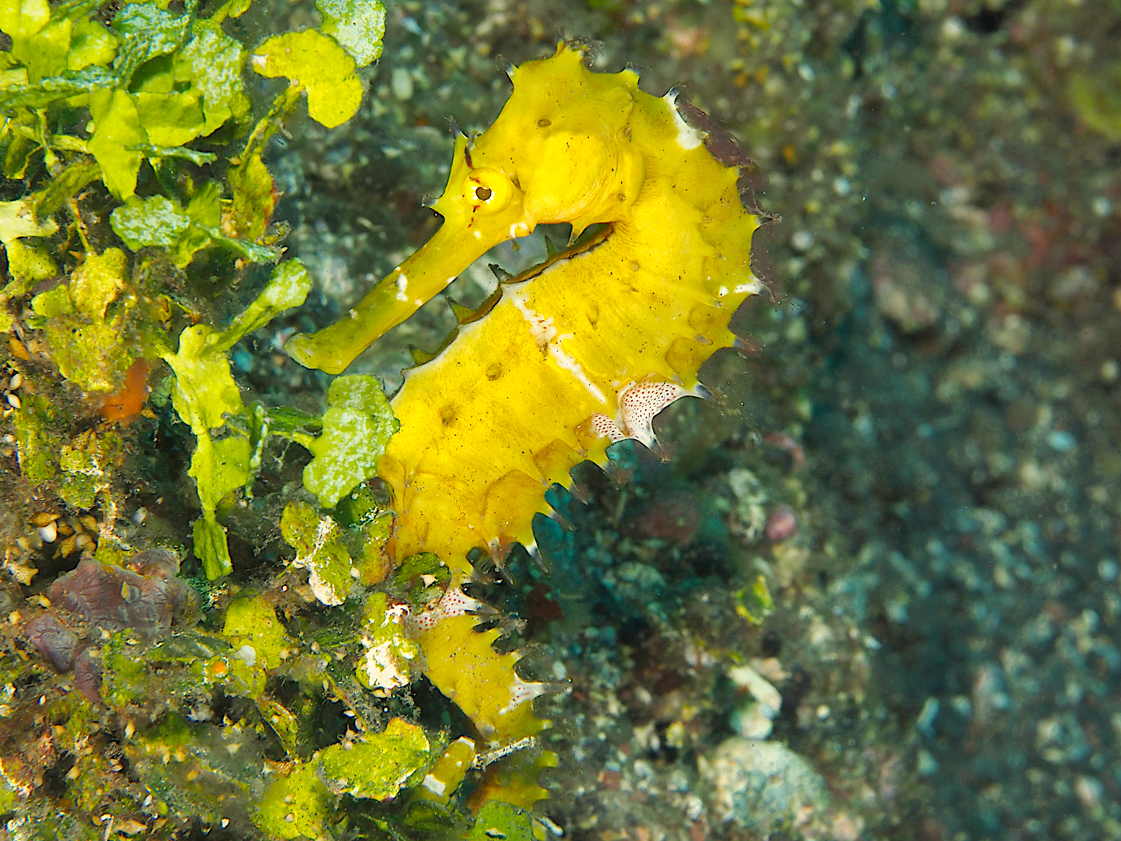 Thorny seahorse - Hippocampus histrix