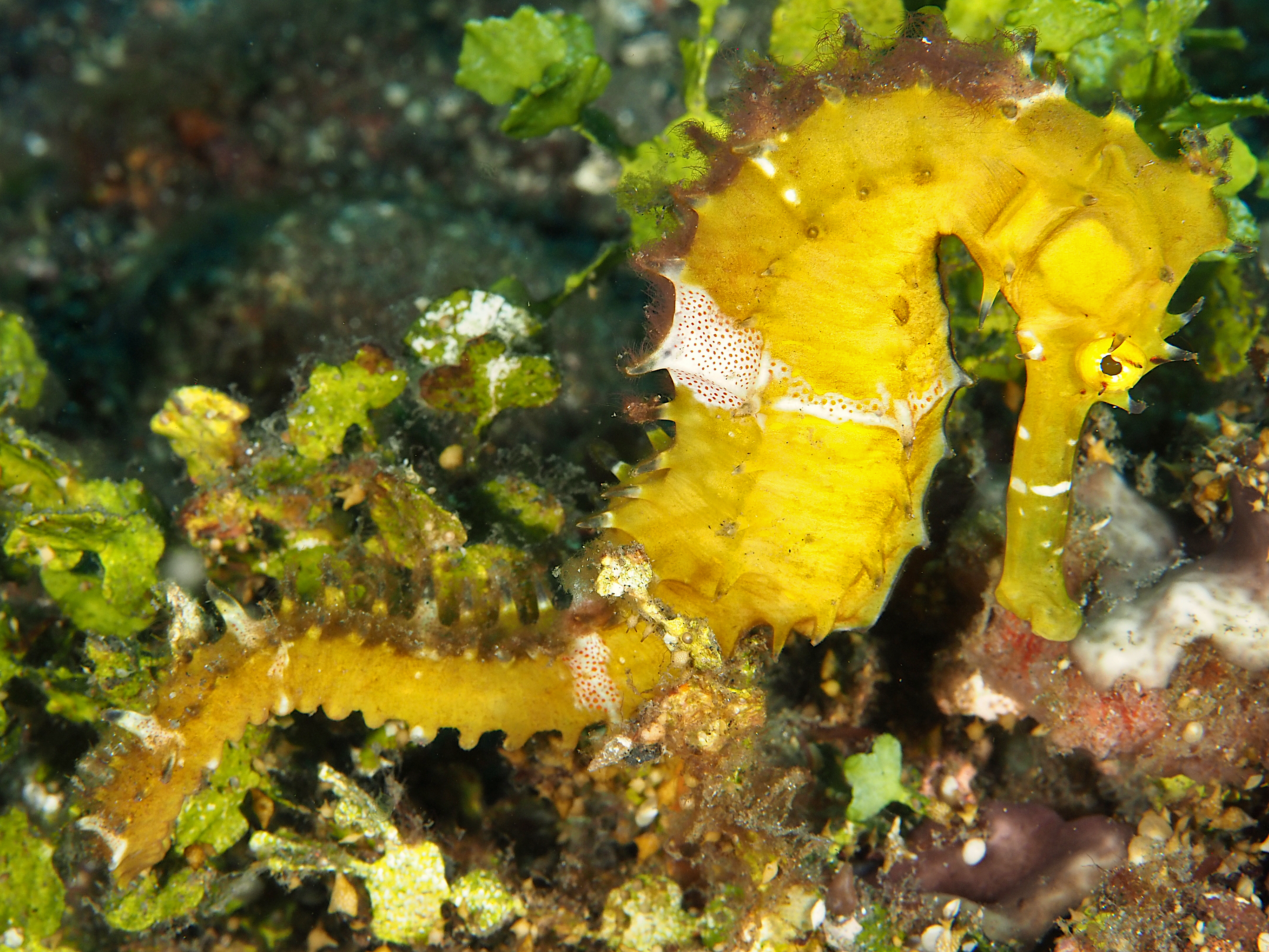 Thorny seahorse - Hippocampus histrix