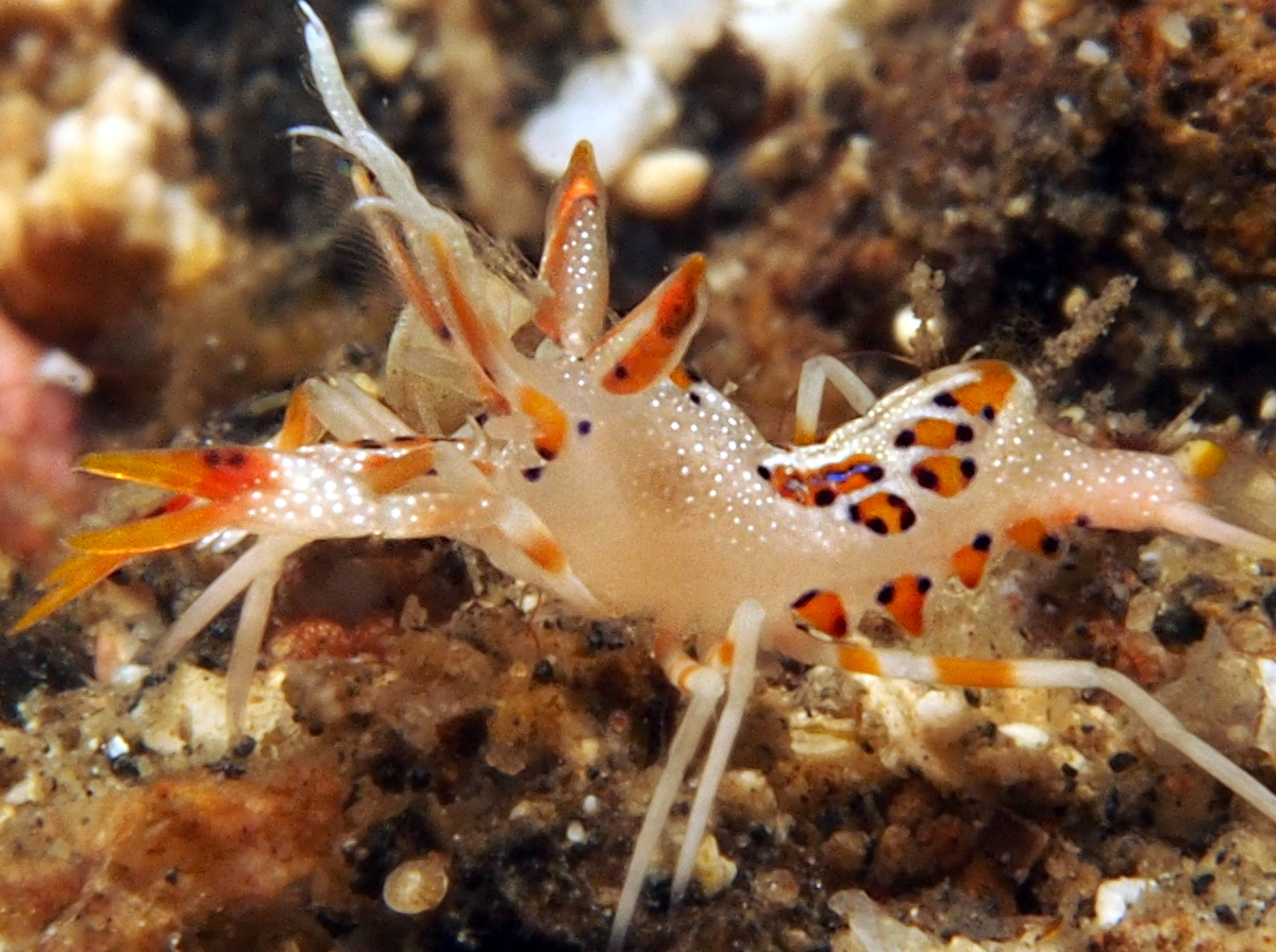 Spiny Tiger Shrimp - Phyllognathia ceratophthalma - Lembeh Strait, Indonesia