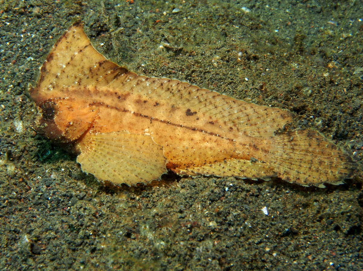 Spiny Waspfish - Ablabys macracanthus - Lembeh Strait, Indonesia